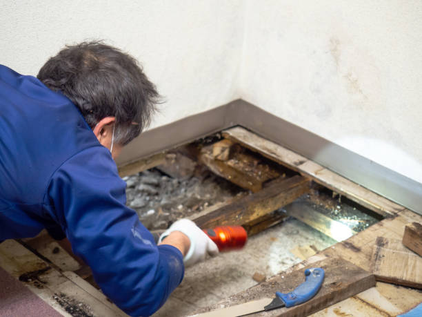 Best Attic Mold Removal  in Ashville, OH