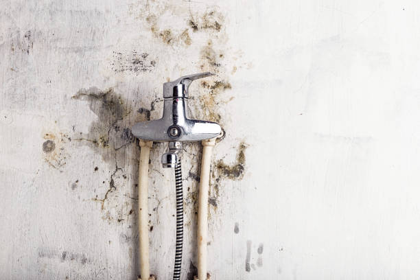 Best Black Mold Removal  in Ashville, OH
