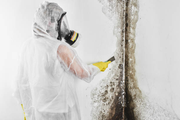 Best Mold Testing  in Ashville, OH
