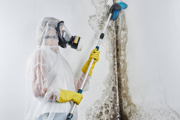 Best Local Mold Removal Service  in Ashville, OH