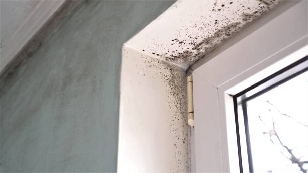 Best Best Mold Removal Companies  in Ashville, OH