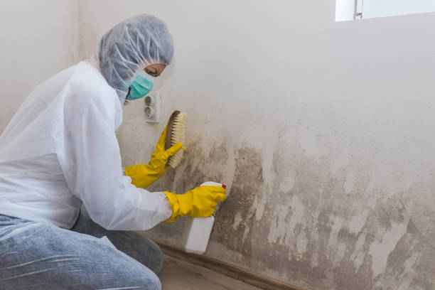 Best Home Mold Removal  in Ashville, OH