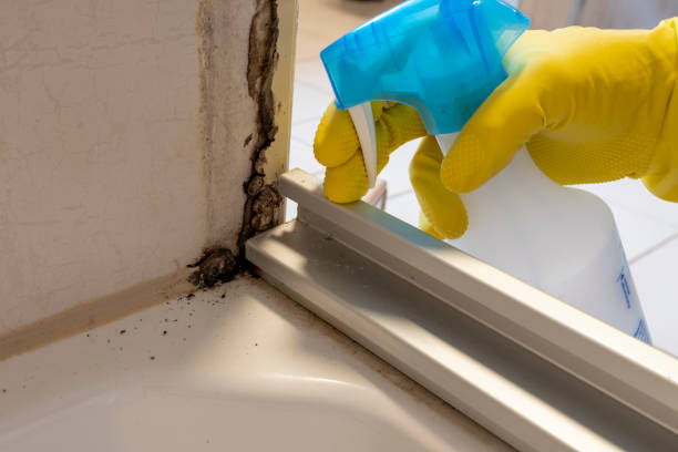 Certified Mold Removal in Ashville, OH