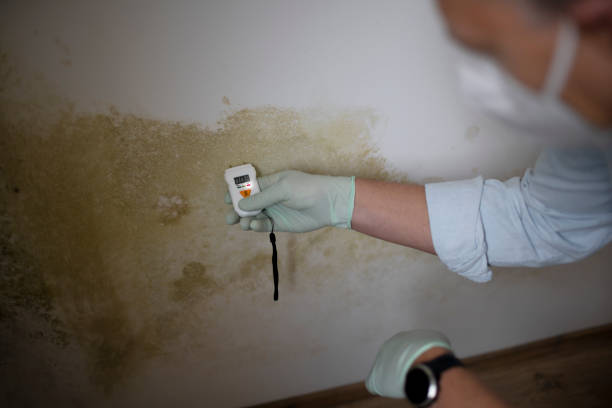 Best Professional Mold Removal  in Ashville, OH