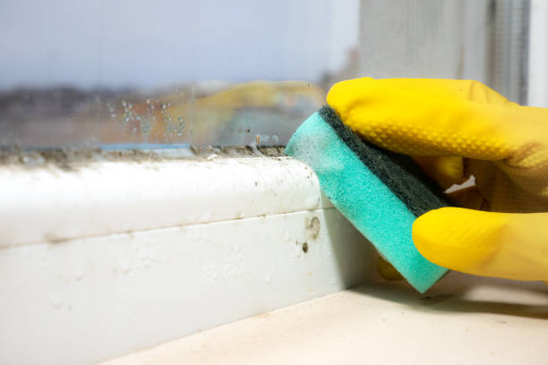 Best Emergency Mold Removal  in Ashville, OH