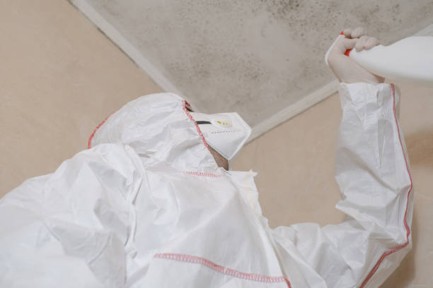 Trusted Ashville, OH Mold Removal Experts