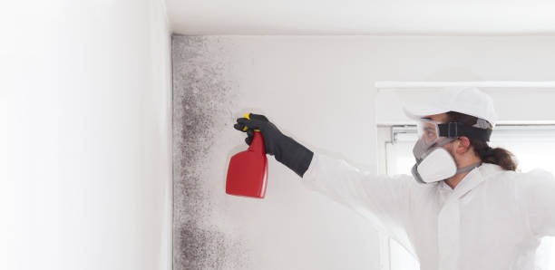 Best Mold Removal Near Me  in Ashville, OH