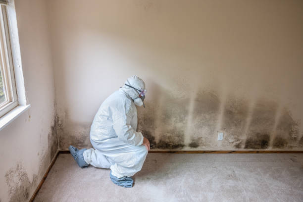 Best Black Mold Removal  in Ashville, OH