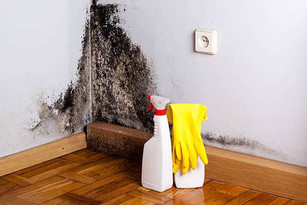 Best Certified Mold Removal  in Ashville, OH