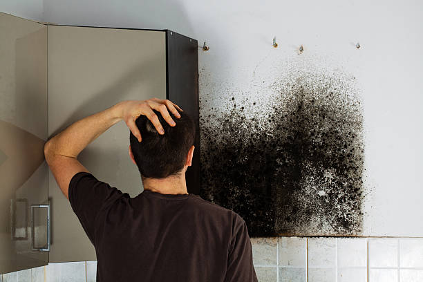 Best Mold Removal Company Near Me  in Ashville, OH