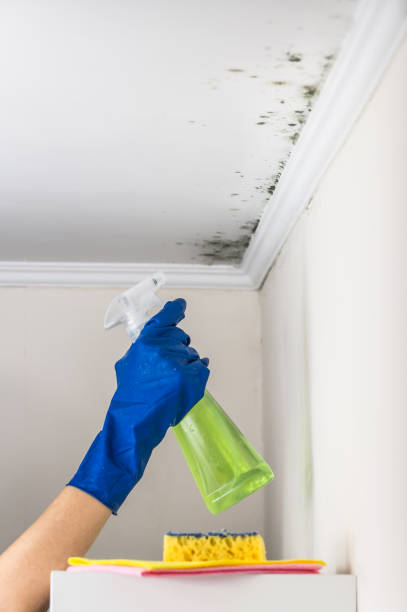 Best Mold Removal Specialists  in Ashville, OH