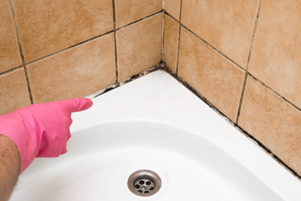 Best Residential Mold Removal  in Ashville, OH